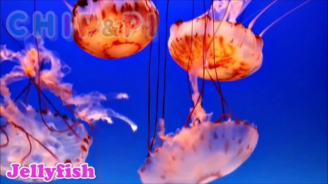 Sea Animals Names for Kids Learn English Animals Animation Videos for Children смотреть онлайн