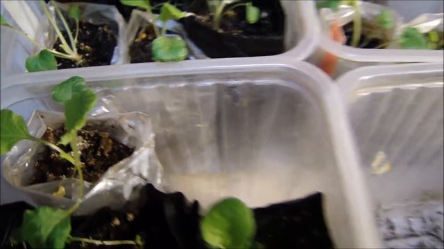 Примула из семян. 17 марта 2019 года. смотреть онлайн