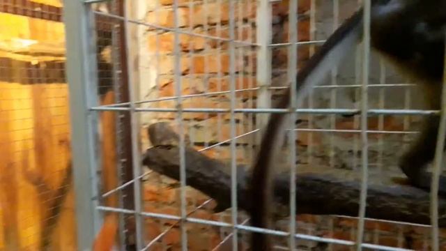 Крокодиловая ферма в Коломне смотреть онлайн