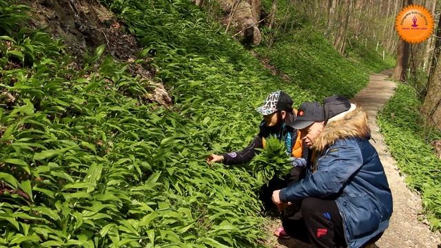Czosnek niedźwiedzi ?- Bawarski Cud natury : Wszystko o czosnku niedźwiedzim od A do Z