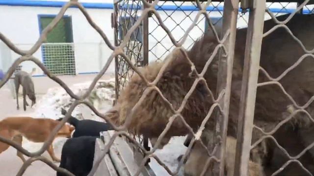 Pregnant Dog Mom and Poor Friends Howling and Begging for Being Saved From A Dog Meat Cart
