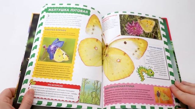 Мир бабочек ?| Популярная детская энциклопедия | Владис смотреть онлайн