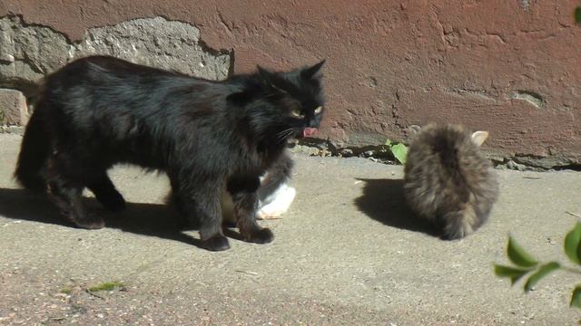 Майские котята - May kittens смотреть онлайн