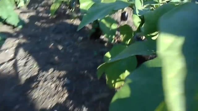 Музыкальные Каверы