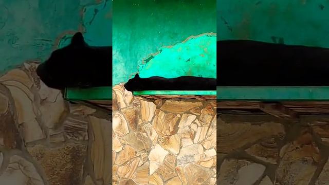 Дальневосточный леопард (исчезающий вид) смотреть онлайн