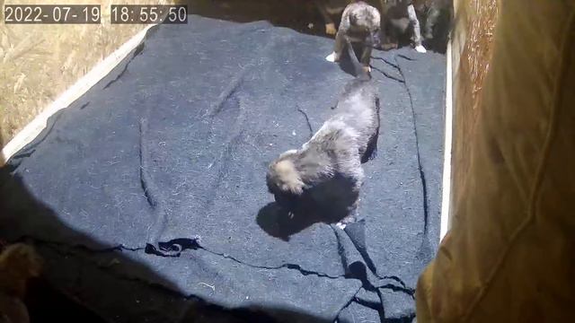 ирландский волкодав (малыши)