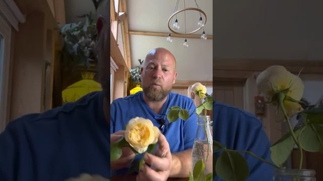 Personal review of rose “ Vanessa bell￼￼” from @david_austin_roses ￼ смотреть онлайн