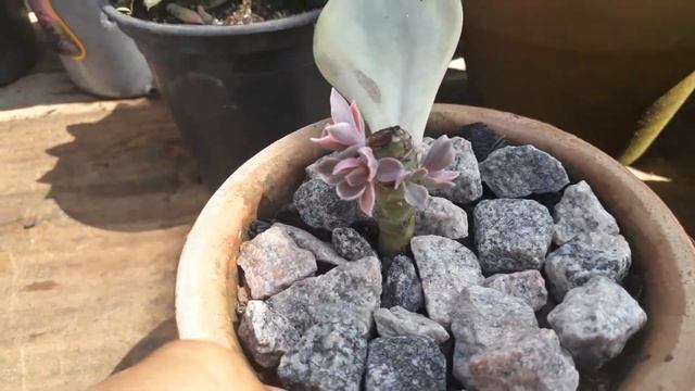 #Echeveria Rainbow atualização 2 meses as mudas como estão смотреть онлайн