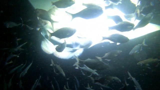 #mantaRay Морские Гиганты! Скат Манта. Наша мама осмелилась поплавать с ними!