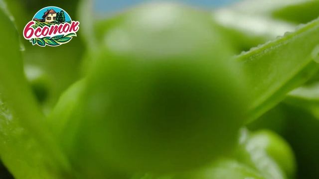 6 Соток - Горошек. Природа идеального вкуса!