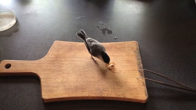 Как мы выходили птенца синички-пухляка или почему наш питомец - Счасливчик (12) смотреть онлайн