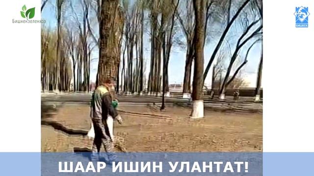 ЗЕЛЕНХОЗ ПОСЕВ ГАЗОНА 2020#архив #архивмэрия #архивмэриябишкек смотреть онлайн