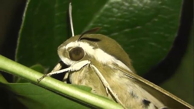 ИНСЕКТАРИЙ: 311. Бражник Подмаренниковый (Hyles gallii) смотреть онлайн
