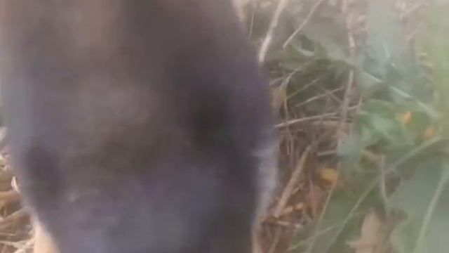 Собака ест помидор:) смотреть онлайн