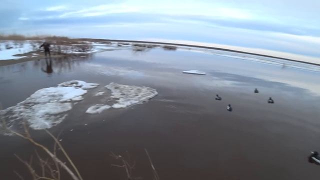 НА СВОЙ СТРАХ И РИСК ПРОШЛИ МЕЖДУ ЛЬДИН!!! ВЕСЕННЯЯ ОХОТА 2023 / DUCK HUNTING 2023 смотреть онлайн