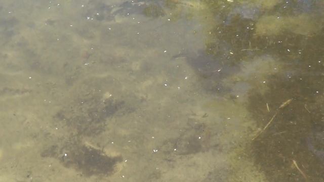 КАК ОТМЫТЬ РЕШЁТКУ ДЛЯ ГРИЛЯ ОТ ЖИРА. СУПЕР СПОСОБ смотреть онлайн