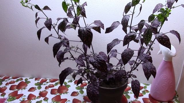 Мои комнатные растения Гипоэстес смотреть онлайн