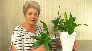 Дендрофаленопсис. Пересадка после покупки  Как самому сделать Грунт и пересадить Дендрофаленопсис?