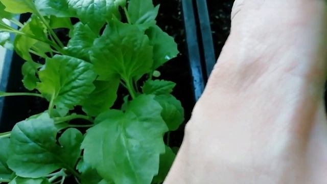 Как вырастить крепкую рассаду без фитоламп? Обзор моей рассады овощей и цветов в конце апреля. смотреть онлайн