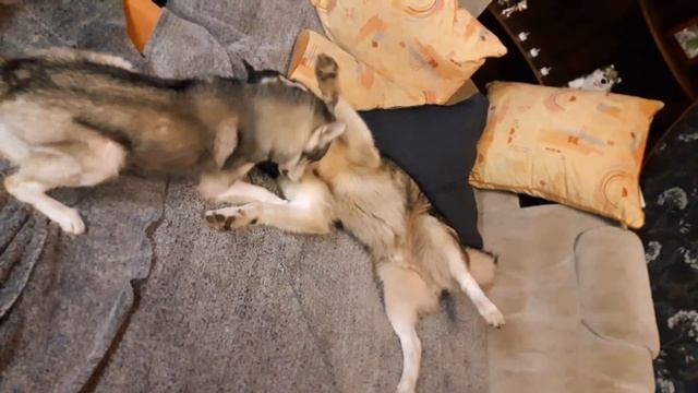 Маламут против хаски / собачье шоу