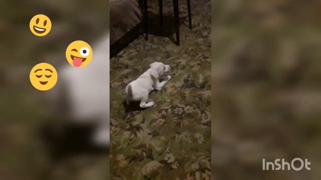 Злая собака ух какая злюка))) смешно смотрим подписываемся#ставимлайки# смотреть онлайн