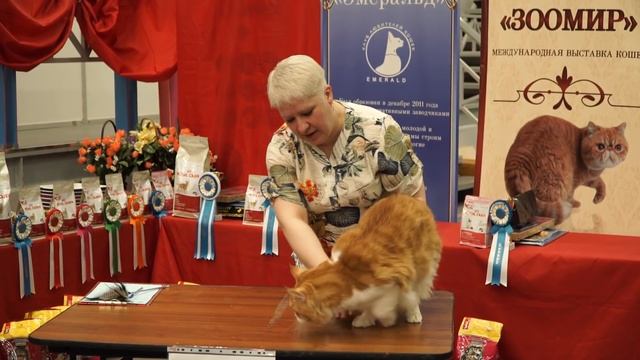 Как определить чистокровного мейн-куна смотреть онлайн