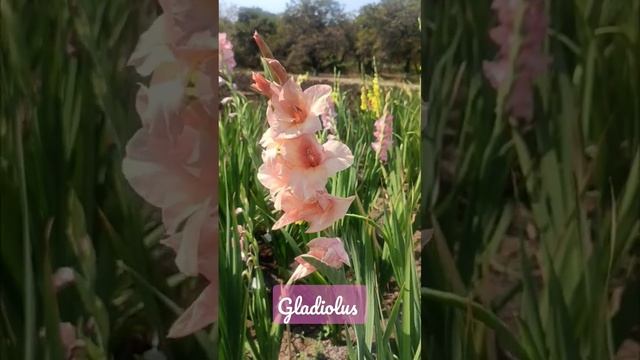 ग्लॅडीओलस | Beauty of Garden Peach Pink Gladiolus | Gladiolus #shorts #youtubeshorts смотреть онлайн