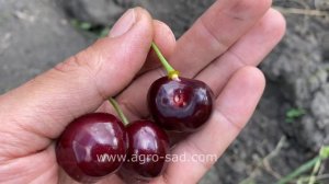 Черешня Ред Пасифик (Red Pacific) - Агро Сад 2024