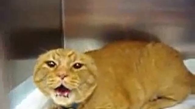 бешеный кот смотреть онлайн