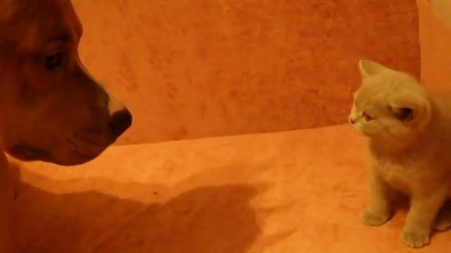 Стаффик и Шотландец (начало дружбы) смотреть онлайн