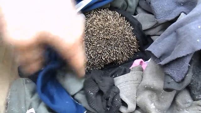 Ежик. Начало спячки. смотреть онлайн