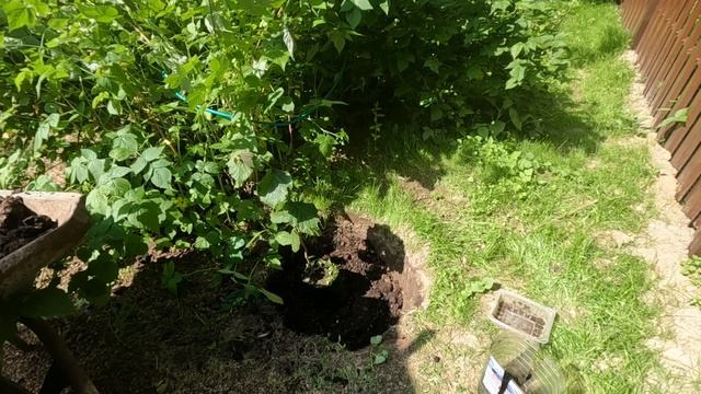 Посадка фундука(лещины). Трапезунд, Шедевр и Адыгейский, что выбрал для Подмосковья! смотреть онлайн