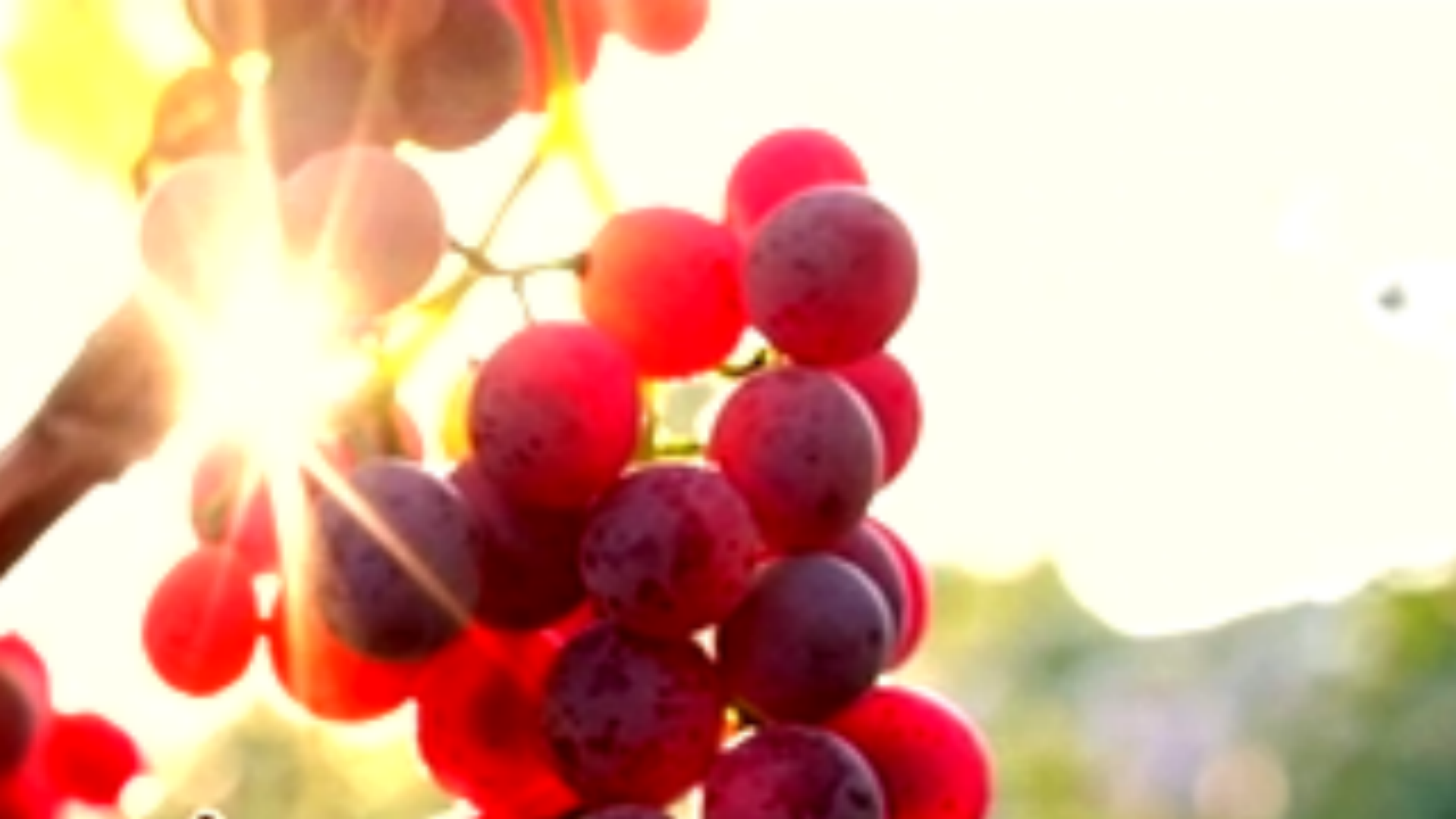 Ирина Ромашка. Булат Окуджава. смотреть онлайн