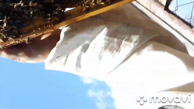 Осмотр пчелосемей Карники.Супер развитие и работа семей!!! смотреть онлайн