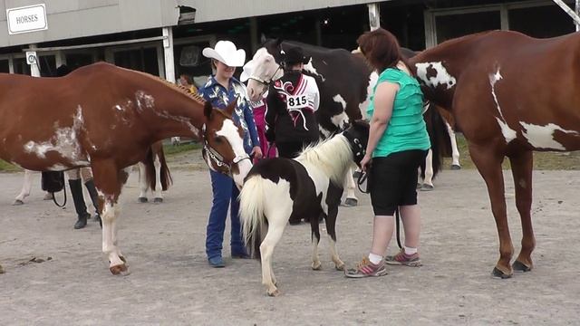 пегие лошади\pinto horses смотреть онлайн