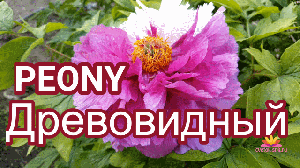 Древовидный пион Сестры Киао / Сад Ворошиловой