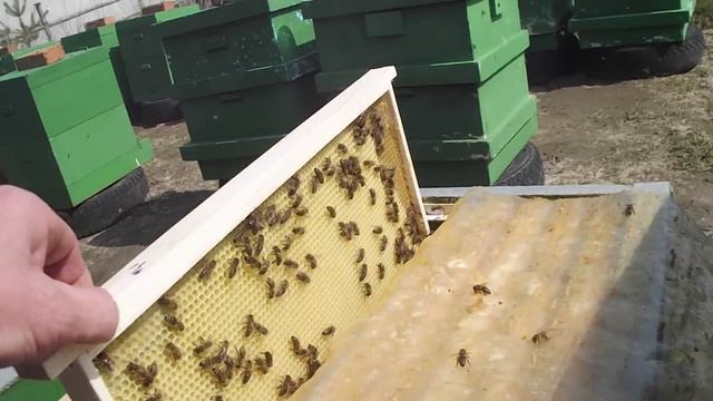 4 мая 2013г. Весенний вывод маток. смотреть онлайн