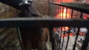 Охота у свиней! как определить и когда подпускать к хряку