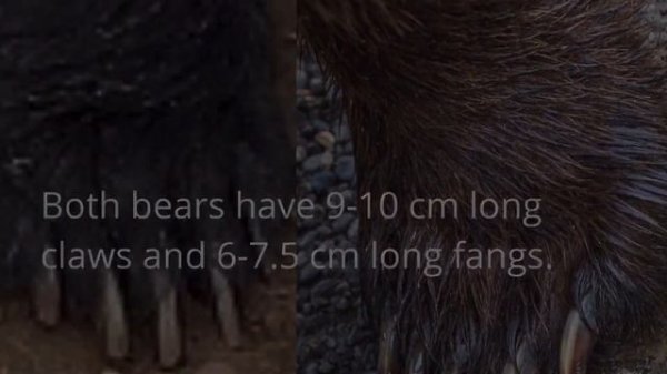 Ussuri brown bear vs Grizzly bear, who would win?