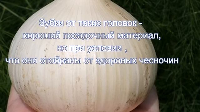 Чеснок стал мелким? Что делать ? смотреть онлайн