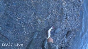 Открытие сезона на резинку // Установка снасти// Рыбалка на Амуре.