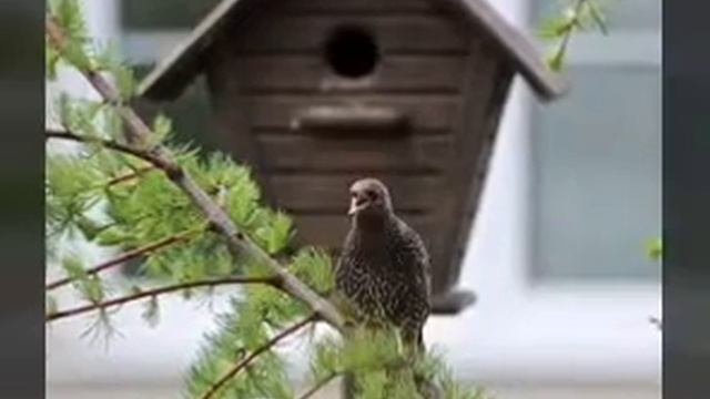 Скворец в скворечнике - жизнь удалась! смотреть онлайн