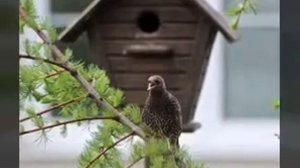 Скворец в скворечнике - жизнь удалась!