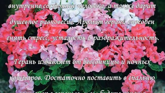 Герань в доме, приметы и магические свойства растения смотреть онлайн