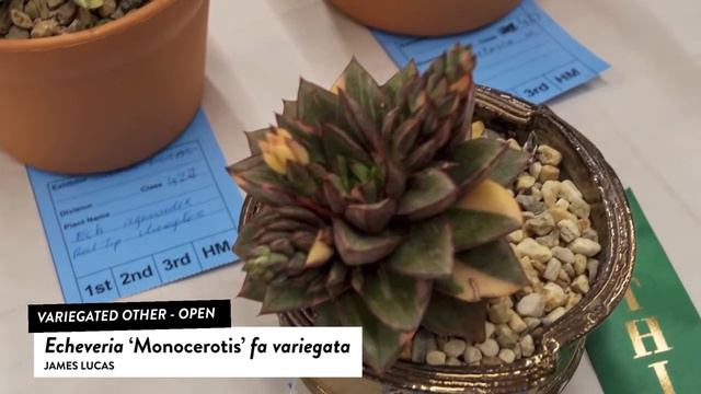 Succulents Identification: Echeveria ‘Monocerotifs’ fa variegata смотреть онлайн