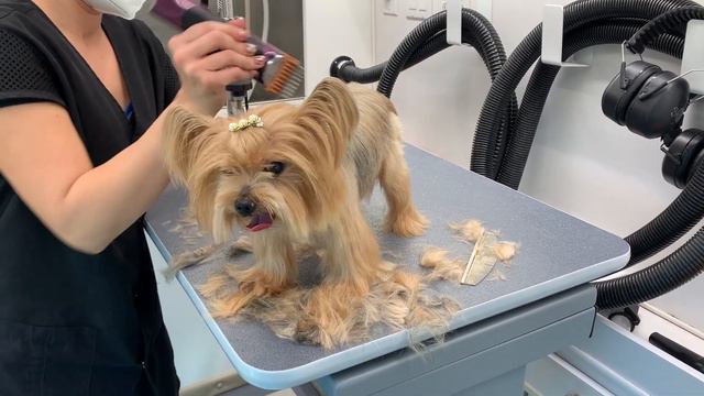 FULL GROOM ON THE CUTEST YORKIE смотреть онлайн