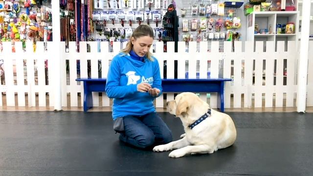 1 урок. Как отучить собаку подбирать все подряд? Причины, почему собака подбирает с земли. смотреть онлайн