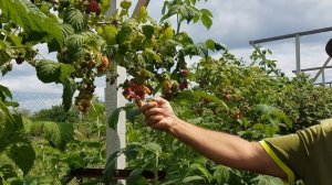 Летний сорт малины Феномен