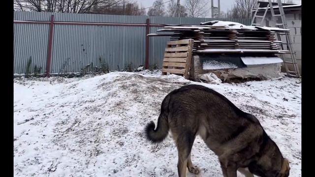 📌ГАМПР ТИТАН-ОБЗОР И ПЛАНЫ.НЕ ВСЕ ГАМПРЫ ОДИНАКОВЫ.МИФЫ И РЕАЛЬНОСТЬ.НЕ ГРАМОТНОЕ РАЗВЕДЕНИЕ. смотреть онлайн
