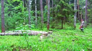 Валка леса с валочным клином Витязь.